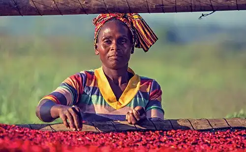 Woman in colorful attire tends to drying red chilies outdoors.