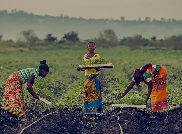 The People Behind the PERi-PERi
