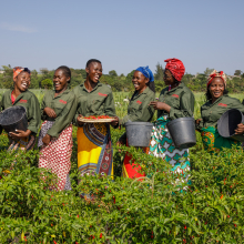 Picking chillies